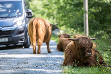 Rinder auf dem Weg zum Folgefonna-Gletscher