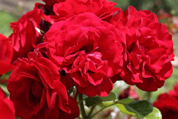 薔薇　ばら　ウルメール ムンスター