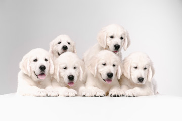 Big family. English cream golden retrievers posing. Cute playful doggies or purebred pets looks cute isolated on white background. Concept of motion, action, movement, dogs and pets love. Copyspace. - obrazy, fototapety, plakaty