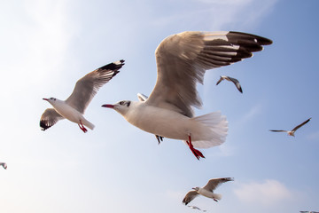 The herd of gulls is flying in the blue sky. Seagull migrated to the Gulf of Thailand during the winter at Bangpoo municipality, Samut Prakan province , Thailand.