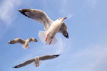 The herd of gulls is flying in the blue sky. Seagull migrated to the Gulf of Thailand during the winter at Bangpoo municipality, Samut Prakan province , Thailand.