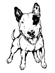 Funny bull terrier sketch