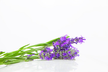 beautiful bouquet of blue lavender on  white background
