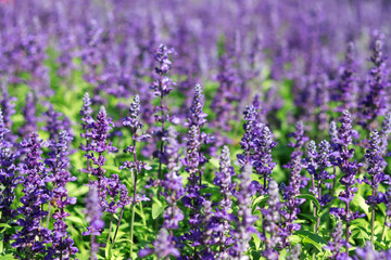 Blue salvia on the field of salvia flowers with blurred background.
