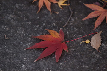 Obraz premium 2017autumn