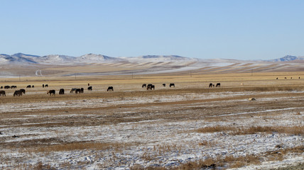 Mongolian wide field on the winter,