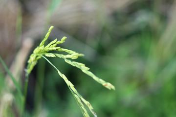 Rice seed on top of rice plant with blurred background.