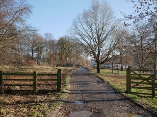 Fototapeta premium Dirt road through woodland 