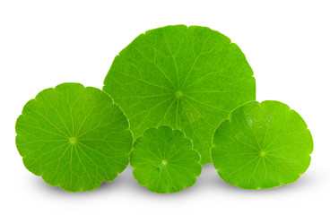 Asiatic Leaf Herb gotu kola, indian pennywort, centella asiatica, tropical herb isolated on white...