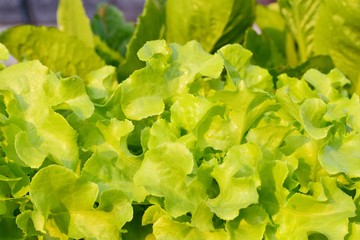 fresh green lettuce in the garden