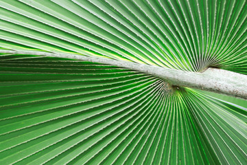 Green palm leaves with petioles background. Green palm leaves background. © Narin