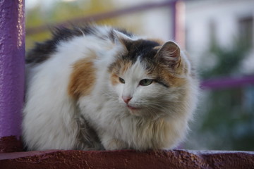  Multi-colored cat