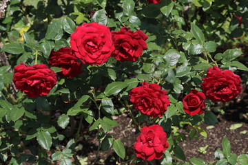 薔薇　ばら　マノラ