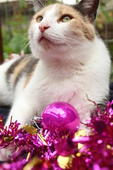 cat with flowers christmas pet