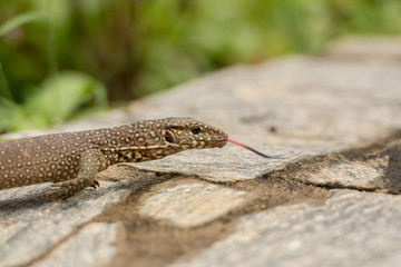 Small iguana looks out from the rock in tea field in Sri Lanka.