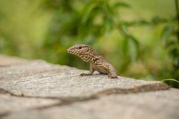 Naklejka na ściany i meble Small iguana looks out from the rock in tea field in Sri Lanka.