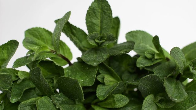 mint with dew drops on white background