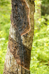 Rubber tree in the tea harvest in the he Handunugoda Tea Estate and Tea Museum. Ahangama, Sri Lanka
