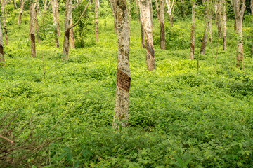 Rubber tree in the tea harvest in the he Handunugoda Tea Estate and Tea Museum. Ahangama, Sri Lanka
