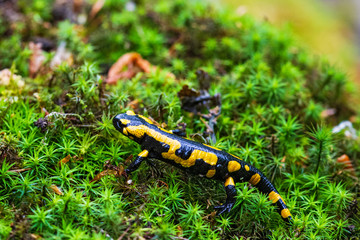 Fire Salamander (Salamandra salamandra) crawling in wet moss, Bavaria, Germany