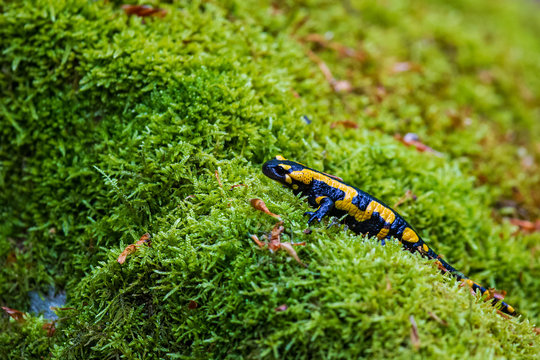 Fire Salamander (Salamandra salamandra) crawling in wet moss, Bavaria, Germany