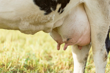 Closeup of cow udders. full udder of black and white cow in meadow. udder cow closeup