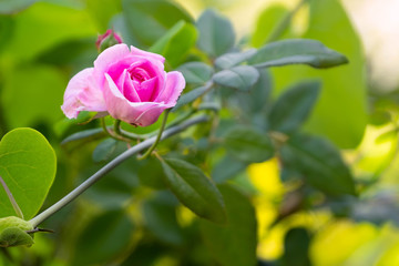 pink rose in the garden