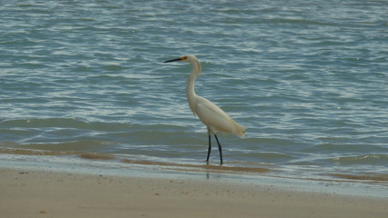 A garça solitária 2