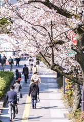 Visitors enjoying the scenario surrounded by Chidori-ga-fuchi Moat's cherry blossoms (sakura) on a rental boat ride.