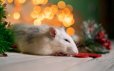 White rat with a red gift box and candy canes and a gold Christmas ball on the background of a Christmas tree