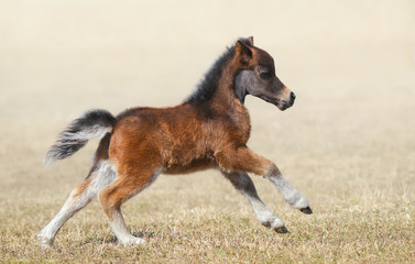 American miniature horse. Bay foal in motion.