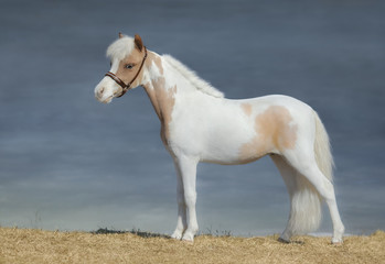 Paint American Miniature Horse.