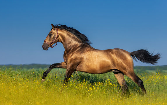 Golden bay Andalusian horse in blooming meadow.