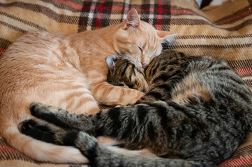 Naklejka na ściany i meble soft focus of cute fluffy tabby red and brown cats with closed eyes hugging with paws on plaid blanket at home