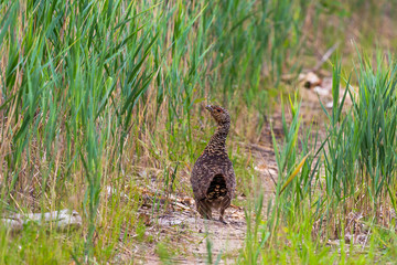Female capercaillie walks along a path among green grass