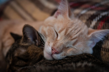 soft focus of muzzles cute tabby cats sleeping and hugging on brown blanket at home