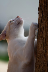 cat with eyes