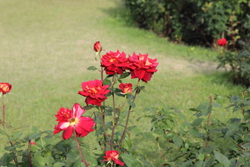 Obraz premium 薔薇 ばら クレオパトラ