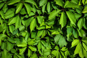 wall with growth green leaves for copy space and background 