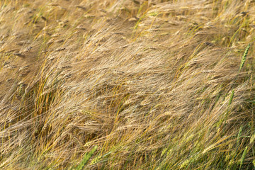 Yellow grain ready for harvest growing in a farm field