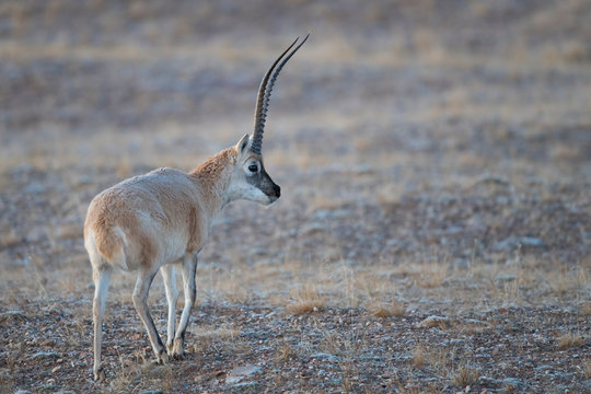 Tibetan Antelope