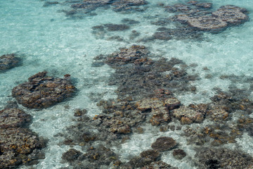 Naklejka na ściany i meble Live coral at low tide on Sampoerna, Sabah, Malaysia.
