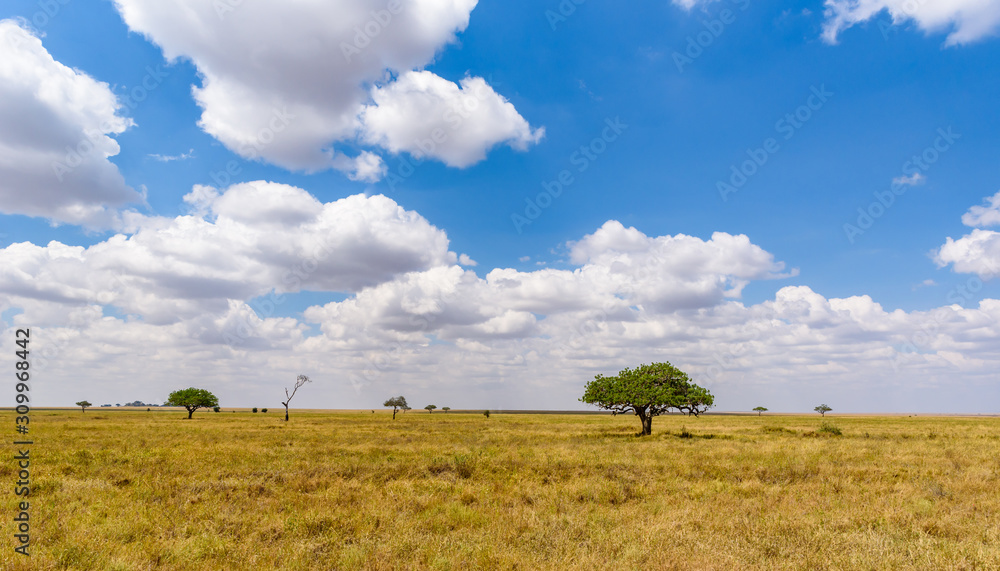 Poster Panoramic image of a lonely acacia tree in Savannah in Serengeti National Park, Tanzania - Safari in Africa