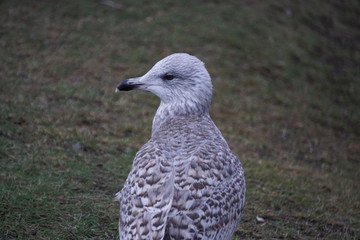 seagull on post