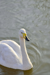 Obraz premium A white swan with a yellow beak swims on the lake.