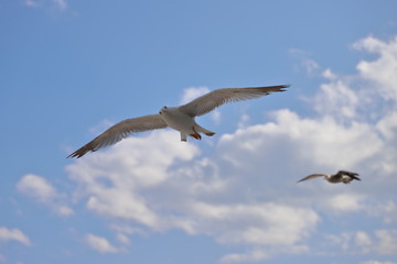 Two seagulls fly in the Bulgarian sky.