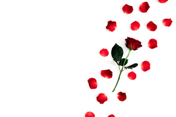 Beautiful flowers minimal composition. Red rose, rose petals on white background. Valentine's Day, Happy Women's Day. Flat lay, top view, copy space