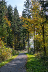 road in autumn forest