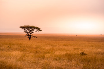 Panoramic image of a lonely acacia tree in Savannah in Serengeti National Park, Tanzania - Safari in Africa © Simon Dannhauer