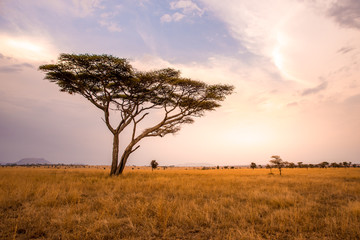 Naklejka na ściany i meble Panoramic image of a lonely acacia tree in Savannah in Serengeti National Park, Tanzania - Safari in Africa